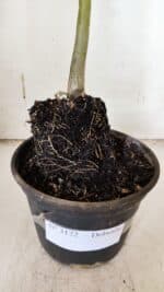 Planta Dobrada 3172 – 35cm – 03 anos - Imagem 7