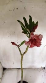 Planta Dobrada 3172 – 35cm – 03 anos - Imagem 4