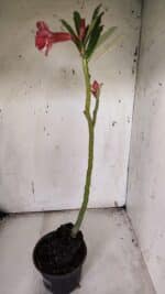 Planta Dobrada 3172 – 35cm – 03 anos - Imagem 6