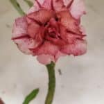 Planta Dobrada 3172 – 35cm – 03 anos