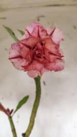 Planta Dobrada 3172 – 35cm – 03 anos