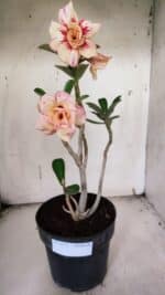 Planta Dobrada 3173 – 40cm – 03 anos - Imagem 2