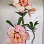 Planta Dobrada 3173 – 40cm – 03 anos