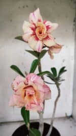 Planta Dobrada 3173 – 40cm – 03 anos