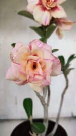 Planta Dobrada 3173 – 40cm – 03 anos - Imagem 4