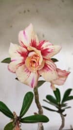 Planta Dobrada 3173 – 40cm – 03 anos - Imagem 3