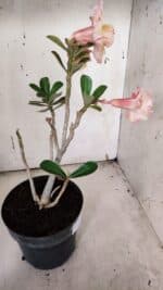 Planta Dobrada 3173 – 40cm – 03 anos - Imagem 7