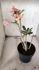 Planta Dobrada 3173 – 40cm – 03 anos - Imagem 6