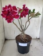 Planta Dobrada 3174 – 40cm – 03 anos