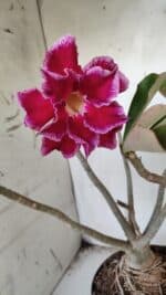 Planta Dobrada 3174 – 40cm – 03 anos - Imagem 4