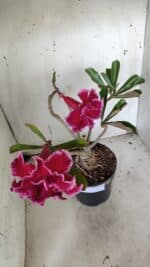 Planta Dobrada 3174 – 40cm – 03 anos - Imagem 5