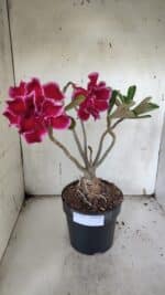 Planta Dobrada 3174 – 40cm – 03 anos - Imagem 10