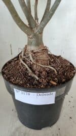 Planta Dobrada 3174 – 40cm – 03 anos - Imagem 9