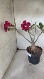 Planta Dobrada 3174 – 40cm – 03 anos - Imagem 8