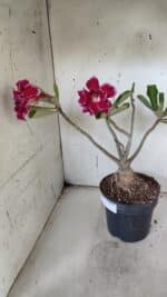 Planta Dobrada 3174 – 40cm – 03 anos - Imagem 7