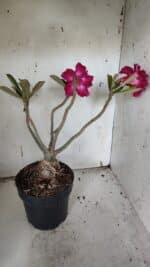 Planta Dobrada 3174 – 40cm – 03 anos - Imagem 6