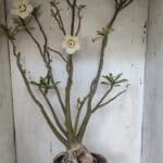 Planta Dobrada 3175 – 60cm – 05 anos