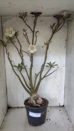 Planta Dobrada 3175 – 60cm – 05 anos