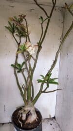 Planta Dobrada 3175 – 60cm – 05 anos - Imagem 6