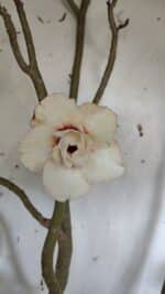 Planta Dobrada 3175 – 60cm – 05 anos - Imagem 8