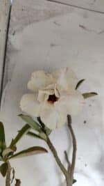 Planta Dobrada 3175 – 60cm – 05 anos - Imagem 9