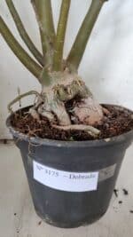 Planta Dobrada 3175 – 60cm – 05 anos - Imagem 5