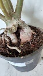 Planta Dobrada 3175 – 60cm – 05 anos - Imagem 11