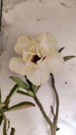 Planta Dobrada 3175 – 60cm – 05 anos - Imagem 4