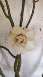 Planta Dobrada 3175 – 60cm – 05 anos - Imagem 3