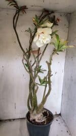 Planta Dobrada 3175 – 60cm – 05 anos - Imagem 10