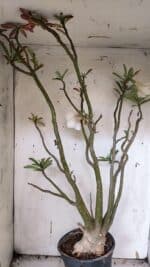 Planta Dobrada 3175 – 60cm – 05 anos - Imagem 7