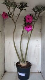 Planta Dobrada 3176 – 60cm – 04 anos - Imagem 2