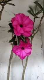 Planta Dobrada 3176 – 60cm – 04 anos