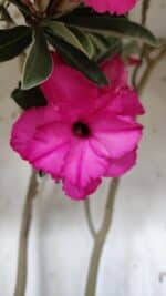 Planta Dobrada 3176 – 60cm – 04 anos - Imagem 4