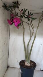 Planta Dobrada 3176 – 60cm – 04 anos - Imagem 7