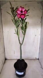 Planta Dobrada 3177 – 35cm – 03 anos - Imagem 2