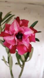 Planta Dobrada 3177 – 35cm – 03 anos