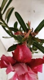 Planta Dobrada 3177 – 35cm – 03 anos - Imagem 4