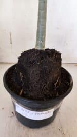 Planta Dobrada 3177 – 35cm – 03 anos - Imagem 7