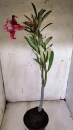 Planta Dobrada 3177 – 35cm – 03 anos - Imagem 6