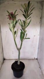 Planta Dobrada 3177 – 35cm – 03 anos - Imagem 5