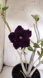 Planta Dobrada 3178 – 45cm – 04 anos