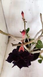 Planta Dobrada 3178 – 45cm – 04 anos - Imagem 5