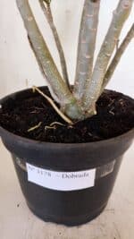 Planta Dobrada 3178 – 45cm – 04 anos - Imagem 8