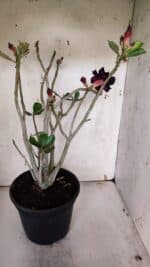 Planta Dobrada 3178 – 45cm – 04 anos - Imagem 7