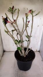 Planta Dobrada 3178 – 45cm – 04 anos - Imagem 6