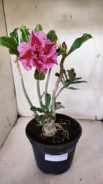 Planta Dobrada 3179 – 45cm – 03 anos - Imagem 2