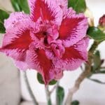 Planta Dobrada 3179 – 45cm – 03 anos