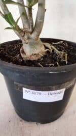 Planta Dobrada 3179 – 45cm – 03 anos - Imagem 7