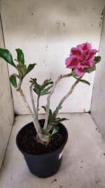 Planta Dobrada 3179 – 45cm – 03 anos - Imagem 5